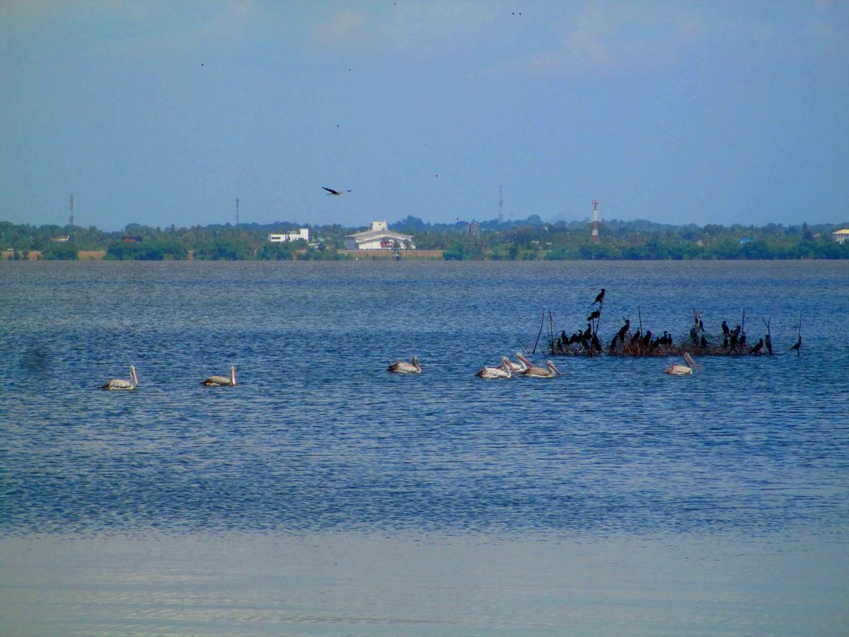 Nico Lagoon Hotel Negombo Exteriör bild
